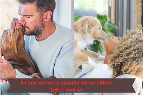 perchè il cane mi lecca